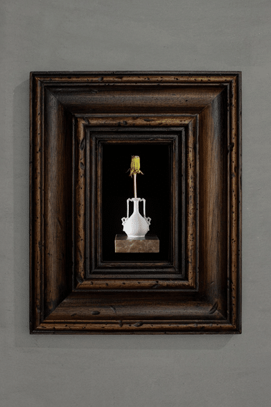 Project Dandelion banner